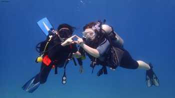 Banyan Tree Divers Maui