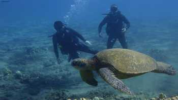 Banyan Tree Divers Maui