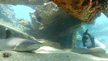 Banyan Tree Divers Maui