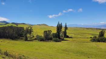 Ulu Mau Puanui