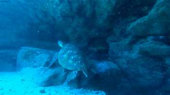 Dive Kauai