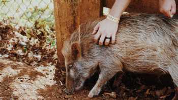 Kauai Animal Education Farm (KAEF)