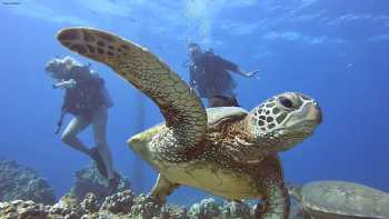 In2Scuba Diving Maui Dive Co.