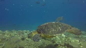 In2Scuba Diving Maui Dive Co.