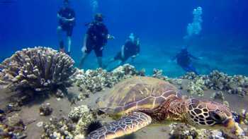 In2Scuba Diving Maui Dive Co.