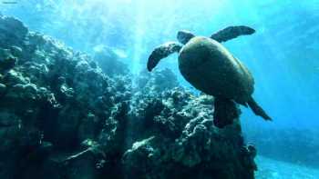 Maui Island Surf and Snorkel