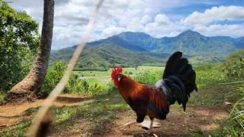 Hanalei Valley Lookout