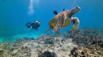 Banzai Divers Hawaii