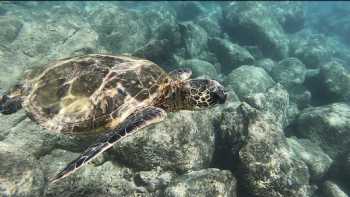 Banzai Divers Hawaii