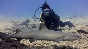 Banzai Divers Hawaii