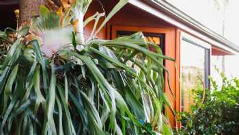 Haleiwa Jungle Bungalow . The Pupukea Jungle Experience