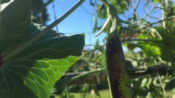 Mala'ai: The Culinary Garden of Waimea Middle School