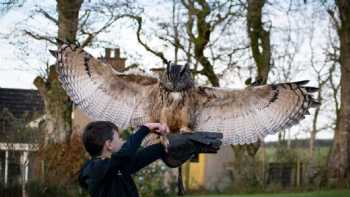 N.Ireland School Of Falconry