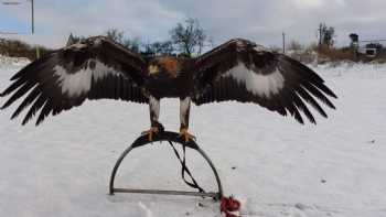 N.Ireland School Of Falconry