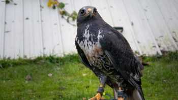 N.Ireland School Of Falconry