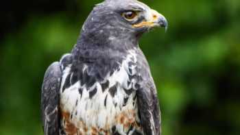 N.Ireland School Of Falconry