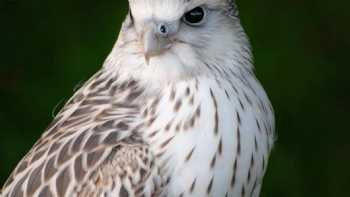 N.Ireland School Of Falconry