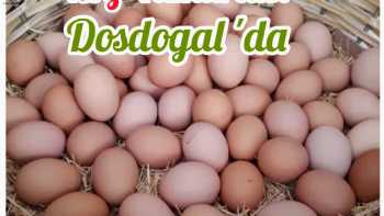 DOSDOĞAL