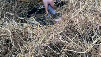 Nestlings Forest School and Nursery