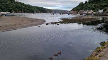 Fishguard Herrings