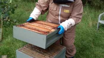 Anglesey Bees