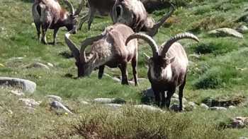 Calzada romana de la Sierra de Gredos