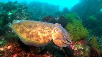 Diving - Hondarribia