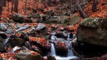 Korusu Mudanya & Güzelyalı