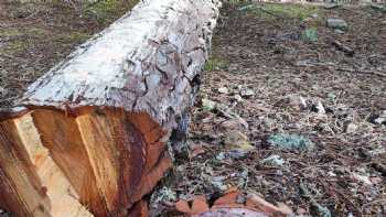 Aula forestal BROTES Tabuyo