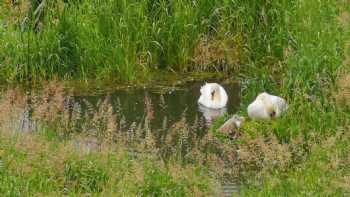 Ballycanal Moira- Guest House & Self Catering Cottages