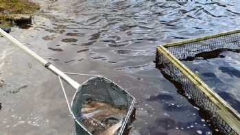 Cashel Lake View Trout Fishery and Bed & Breakfast