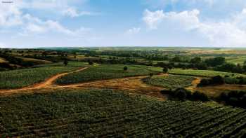 Arcadia Vineyards / Arcadia Bağları