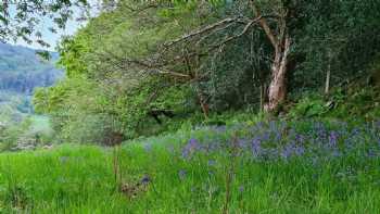 The Enchanted Oak Camping & Glamping