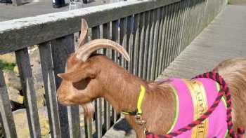 Rainbow Therapy Goats