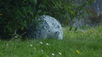 Ffos Wilkin Glamping