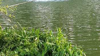 Weston Pools Fishery