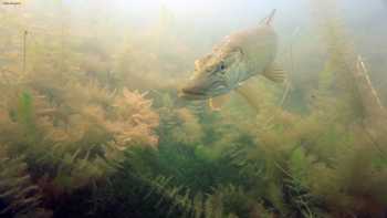 Blue Fin Dive Center