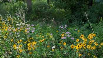 Everwild Nature School