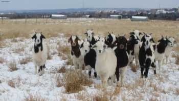 American Institute For Goat Research