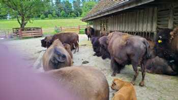 Bisonstube Bodenwald