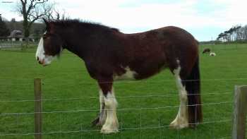 Langholm Farm