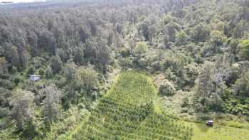 Kona Rainforest Organic Coffee Farm