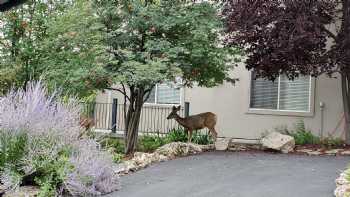 Hummingbird Springs Luxury Home