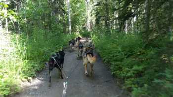 The Iditarod