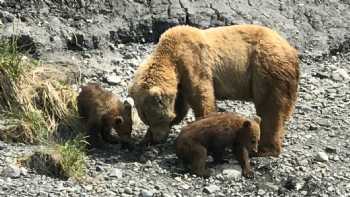 Alaska Trophy Safaris