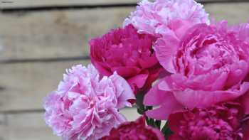 Alaska Peony Market