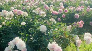 Lienover Peonies