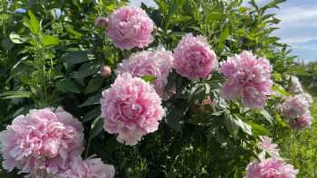 Lienover Peonies