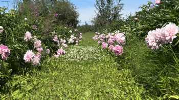 Lienover Peonies