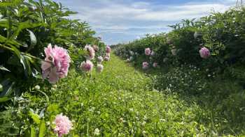 Lienover Peonies